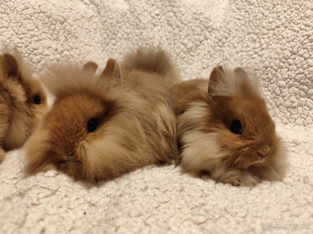 Teddy Hegyeshalom - 5