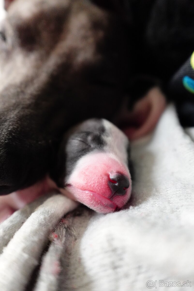 Americký bezsrstý teriér s PP FCI - 5