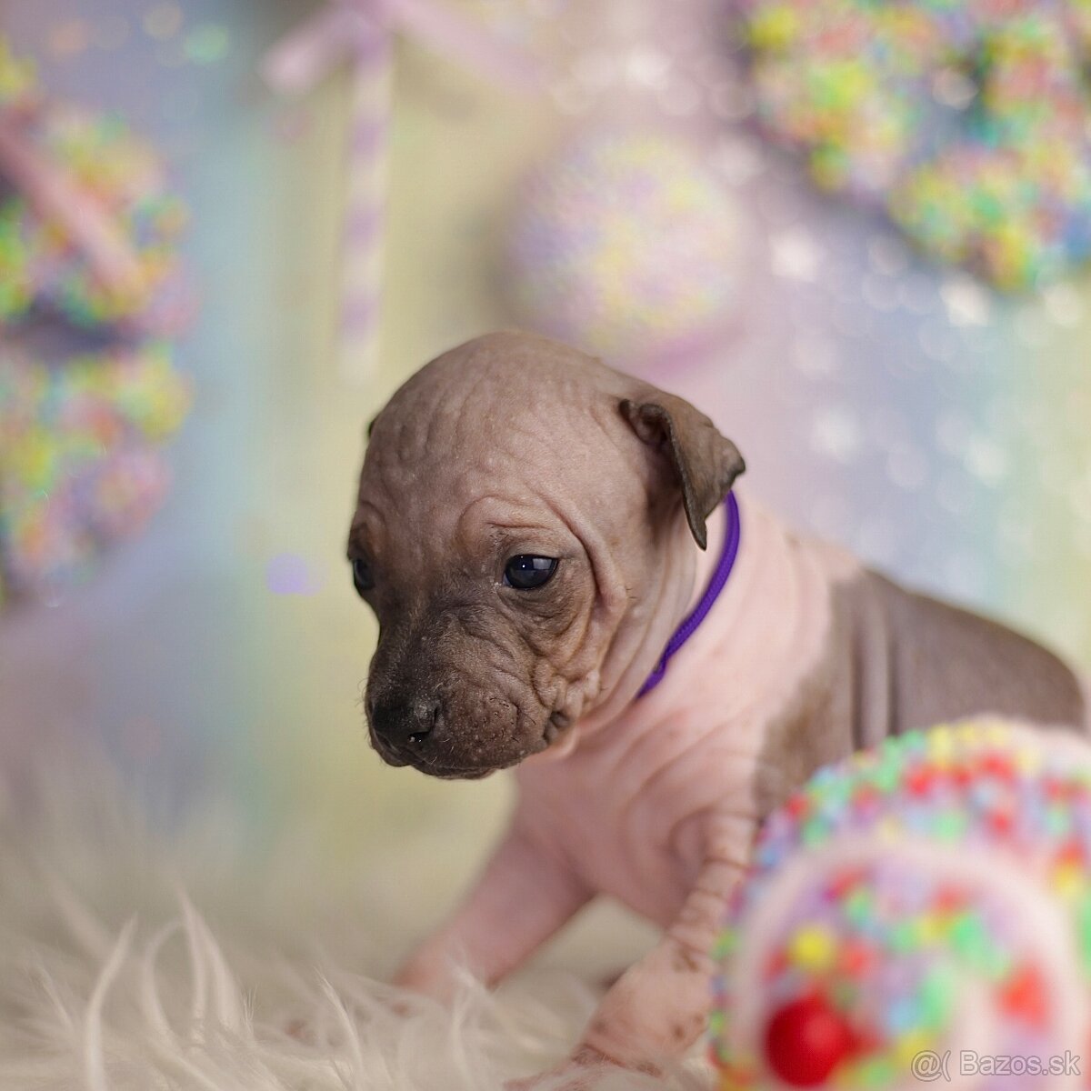 Americký bezsrstý teriér s PP FCI - 5