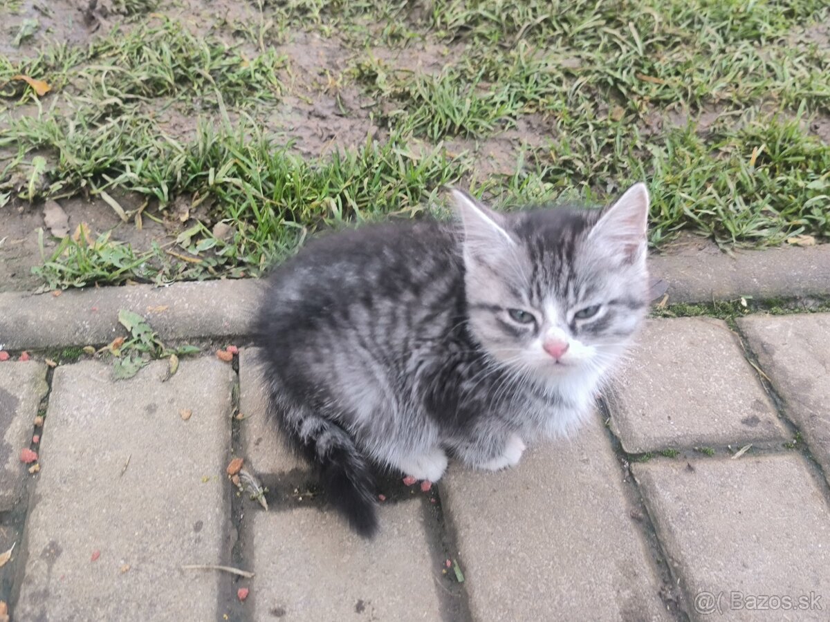 Darujem mačiatka - 5