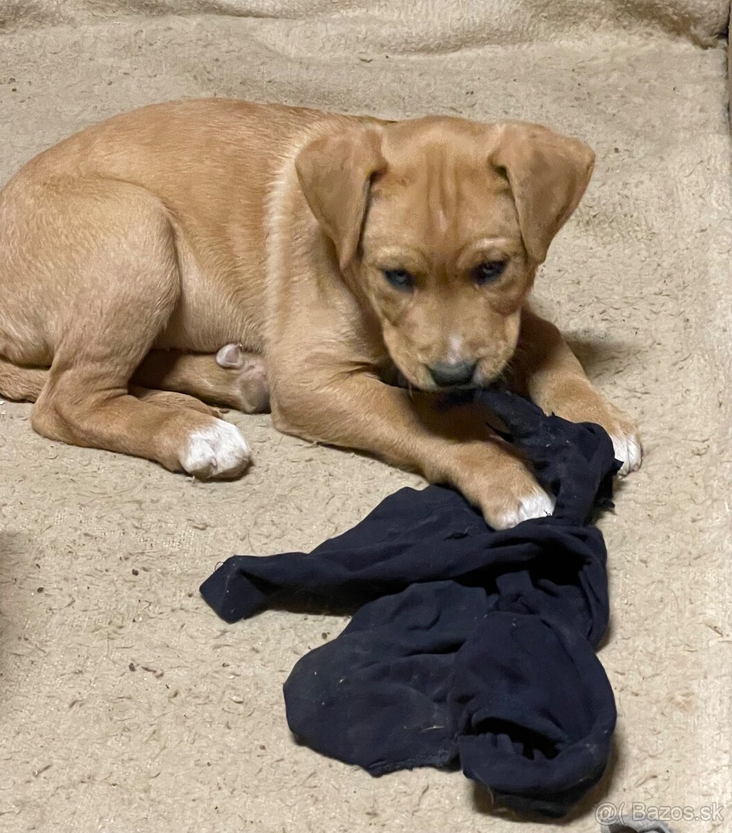 Kríženec Staford - Labrador - 5