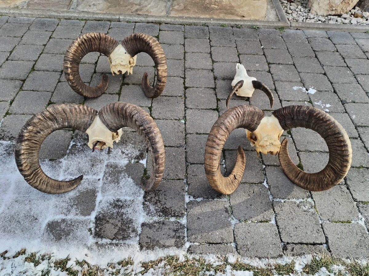 Trofeje muflonov - 5