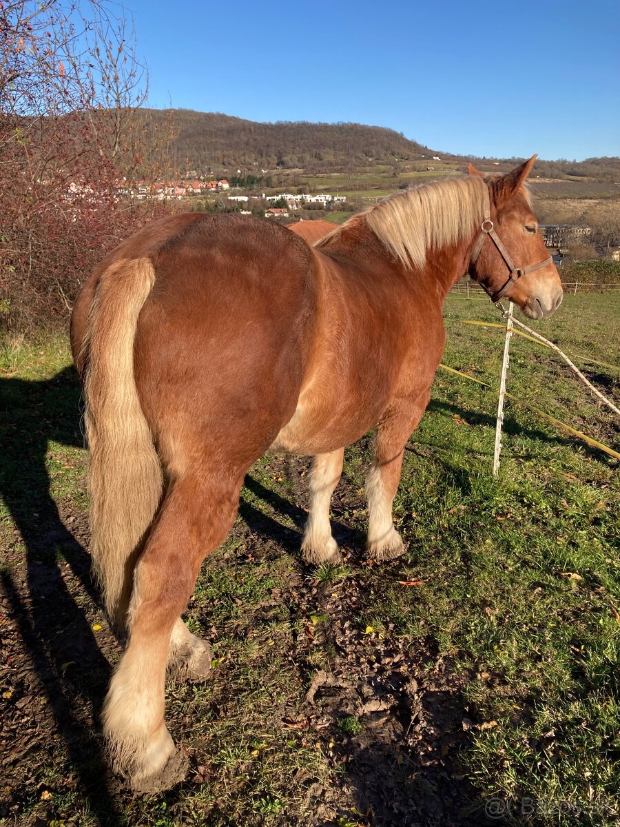 Kobyla s miliónovou povahou - 5