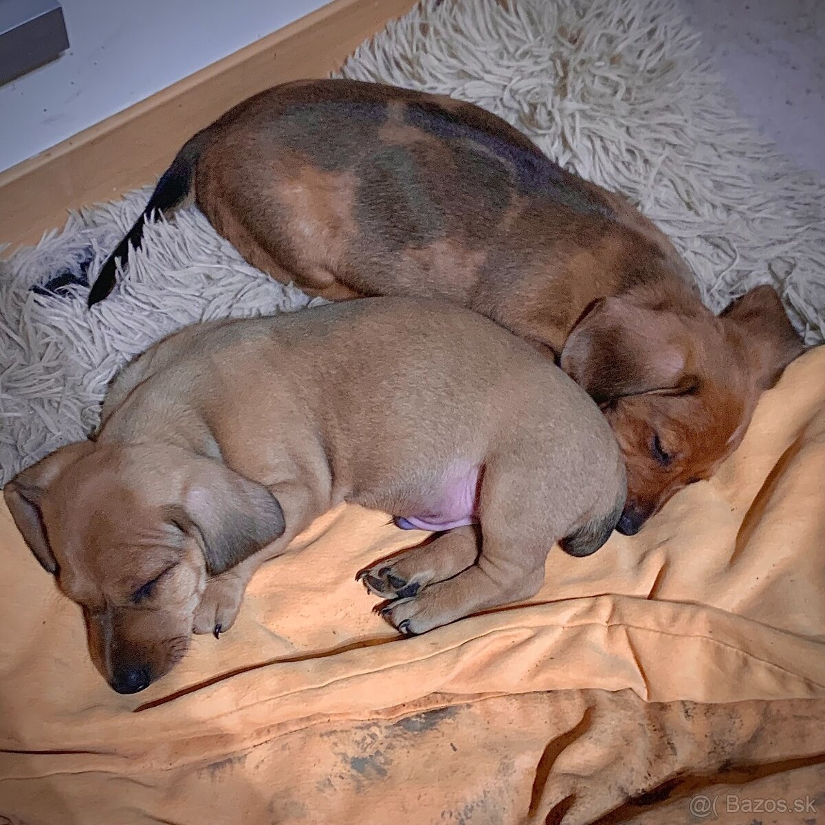 Jezevčík trpasličí merle - 5