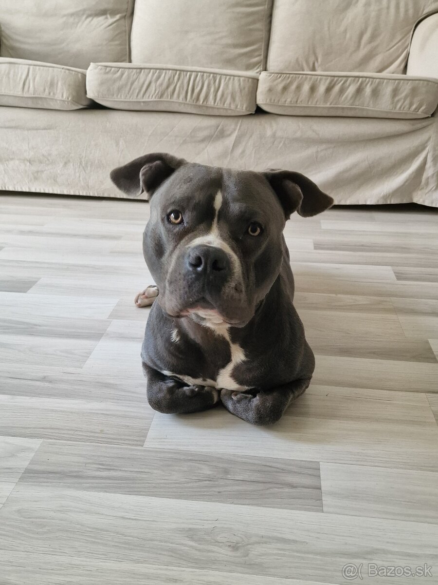 Americký stafordšírsky terier - krytie - 5