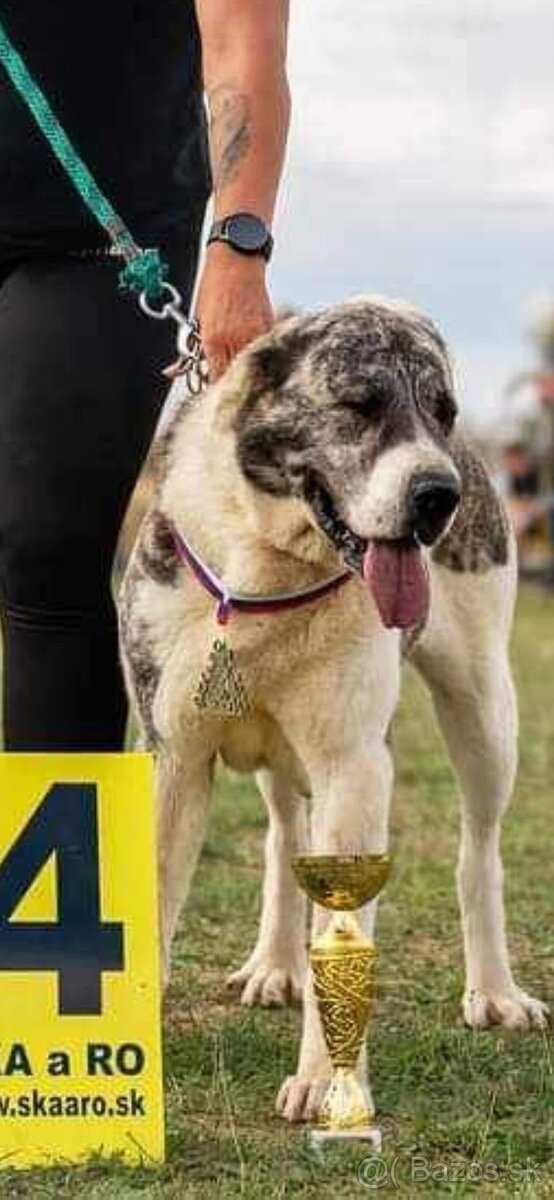 Stredoazijský ovčiak - 5