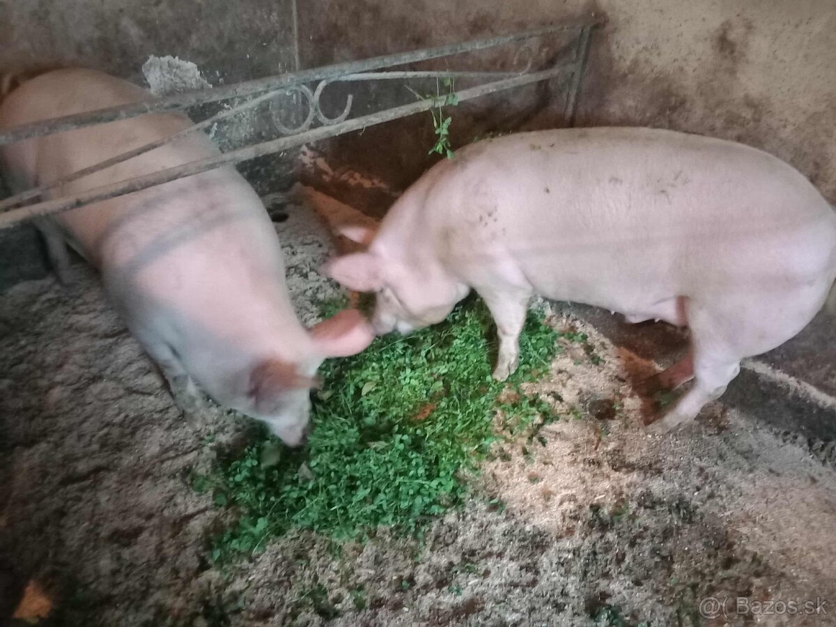 Jatočné ošípané - 5