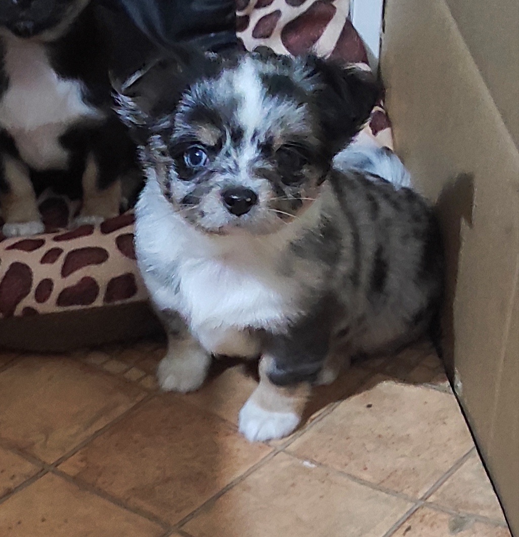 čivava dlhosrsta - 5