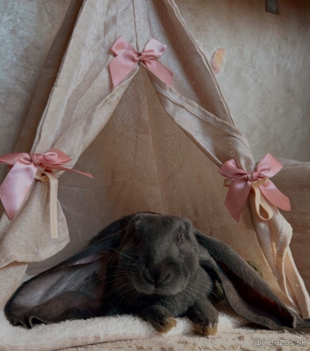 Anglický barenček s pp - 5