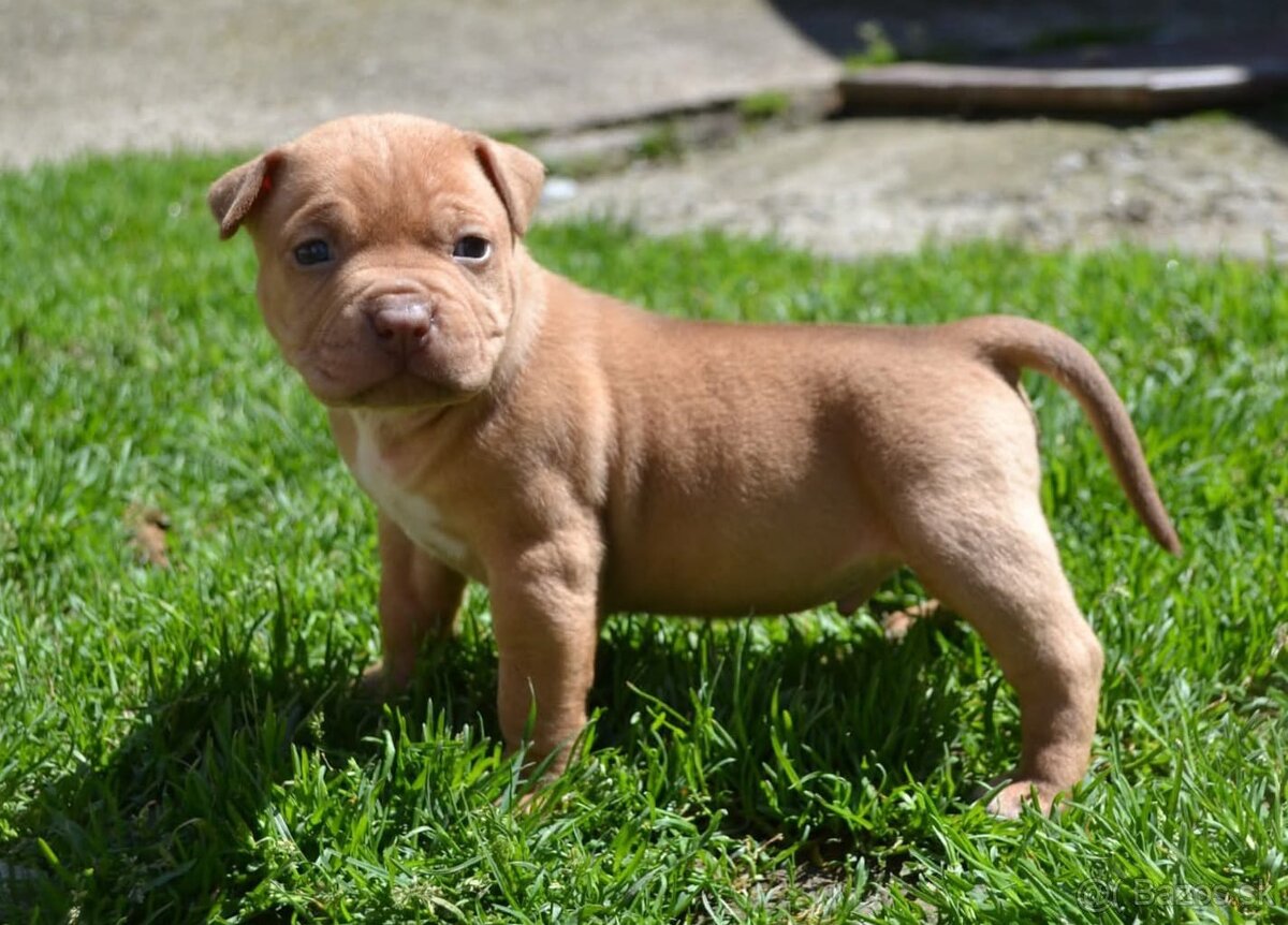 Crossbreed bully 75% - 5
