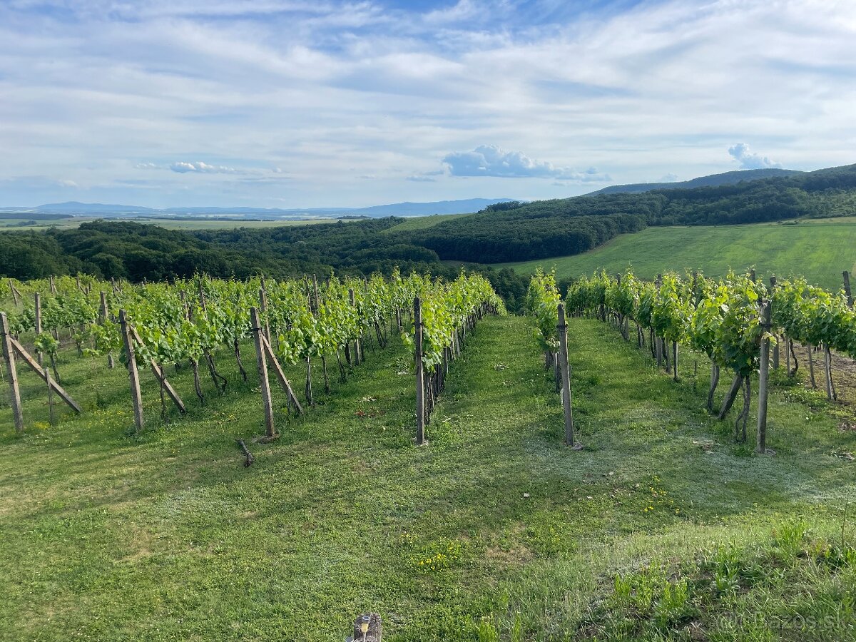 Vinica s vínnym domom - 5