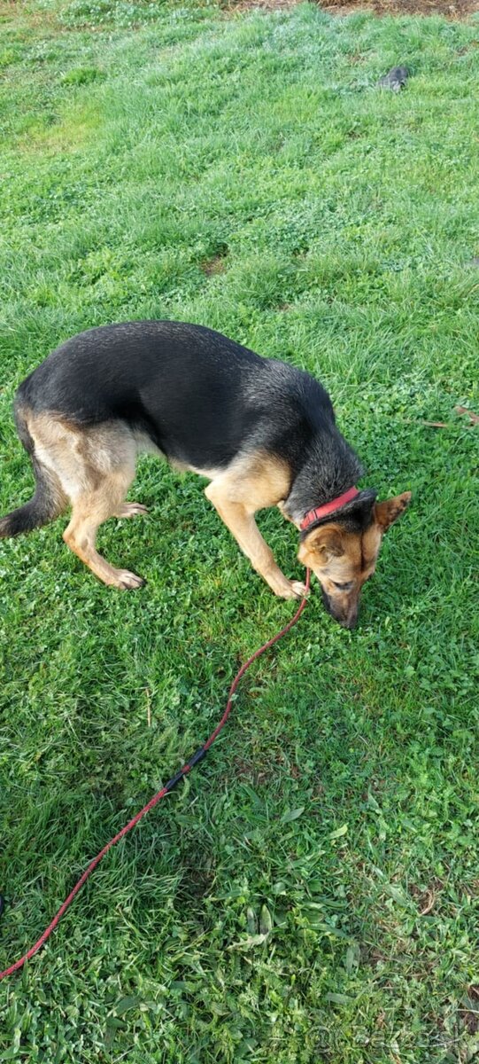 Nemecký ovčiak -sučka - 5