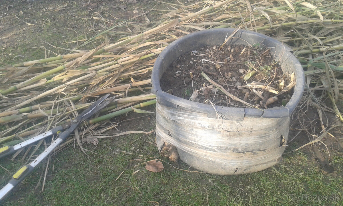 trstina obrovská-Aruna-ARUNDO DONAX-Trsteník - 5