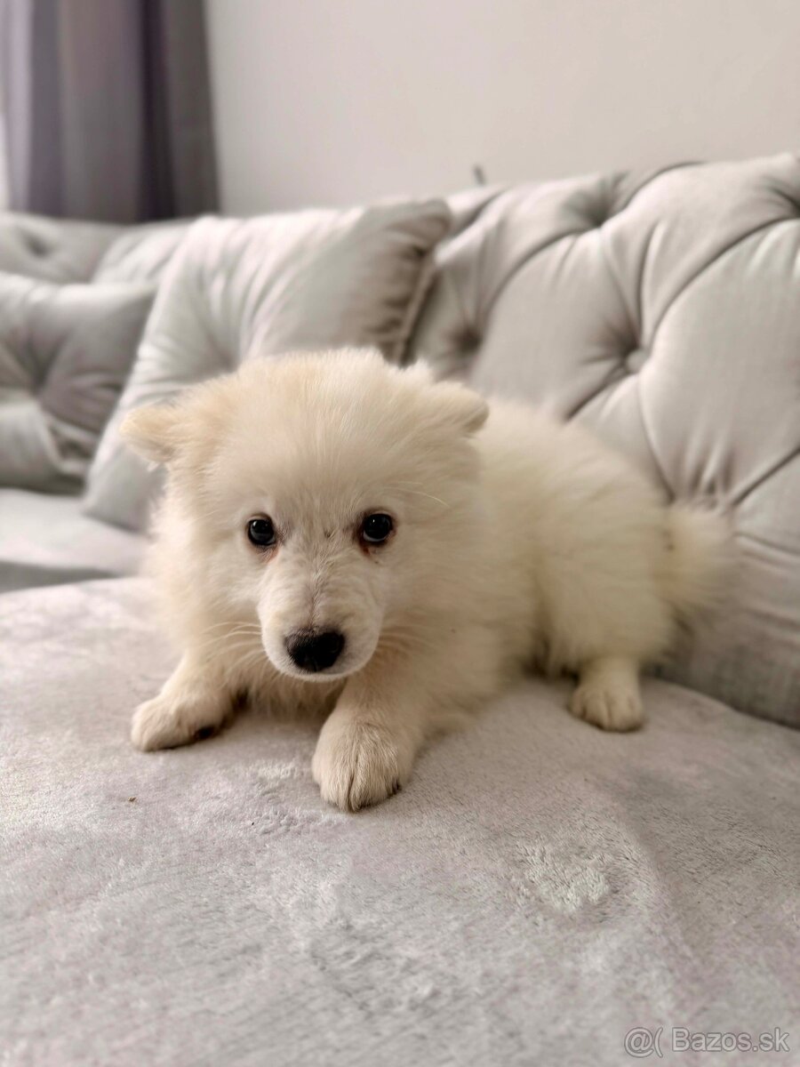 Nemecky špic biely - 5