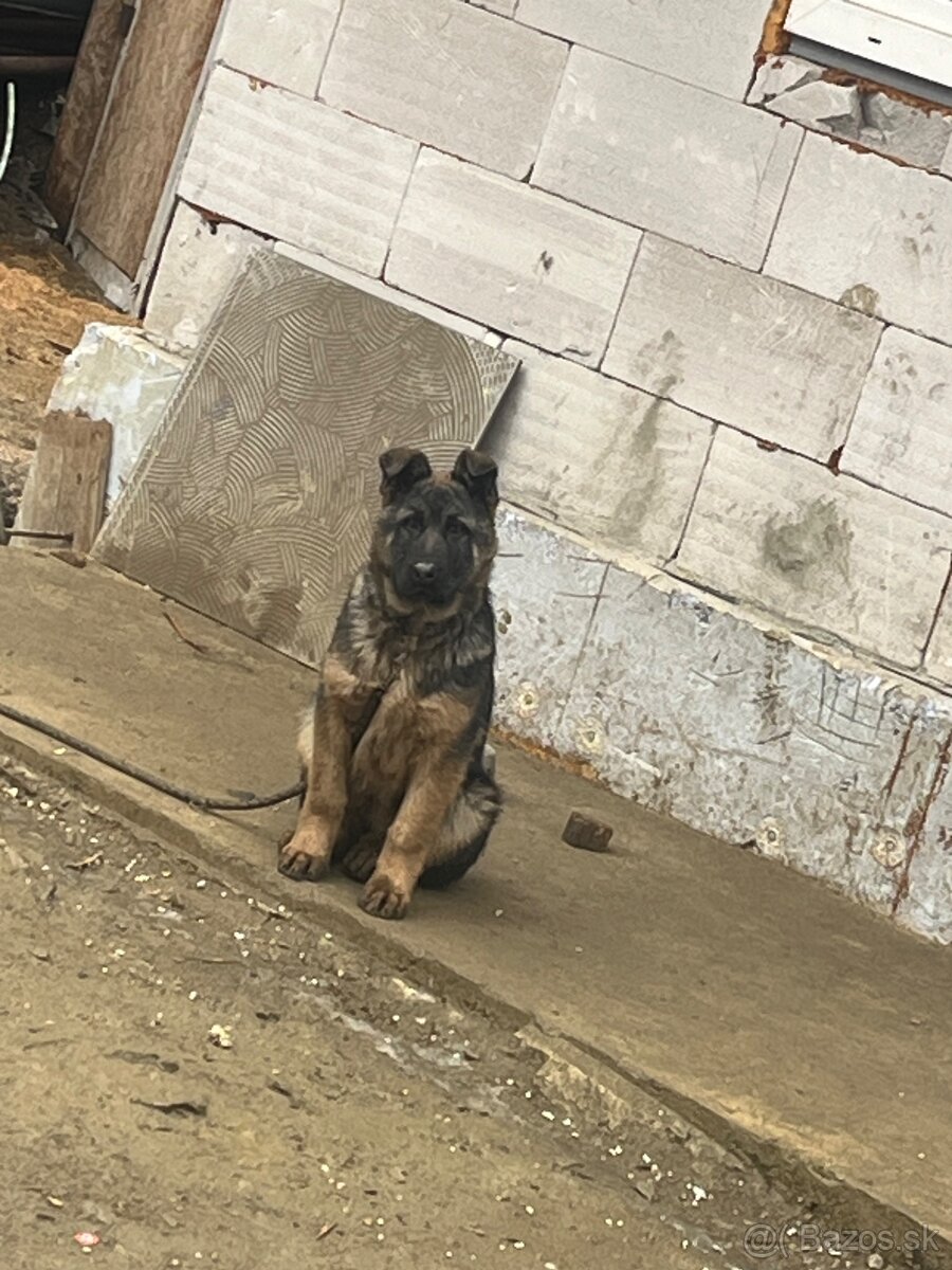 Nemecky ovciak - 5