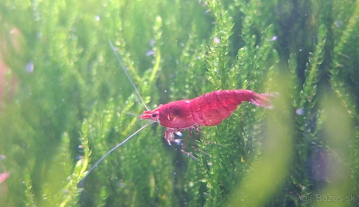 PREDÁM KREVETKY - Odber v Bratislave - 5