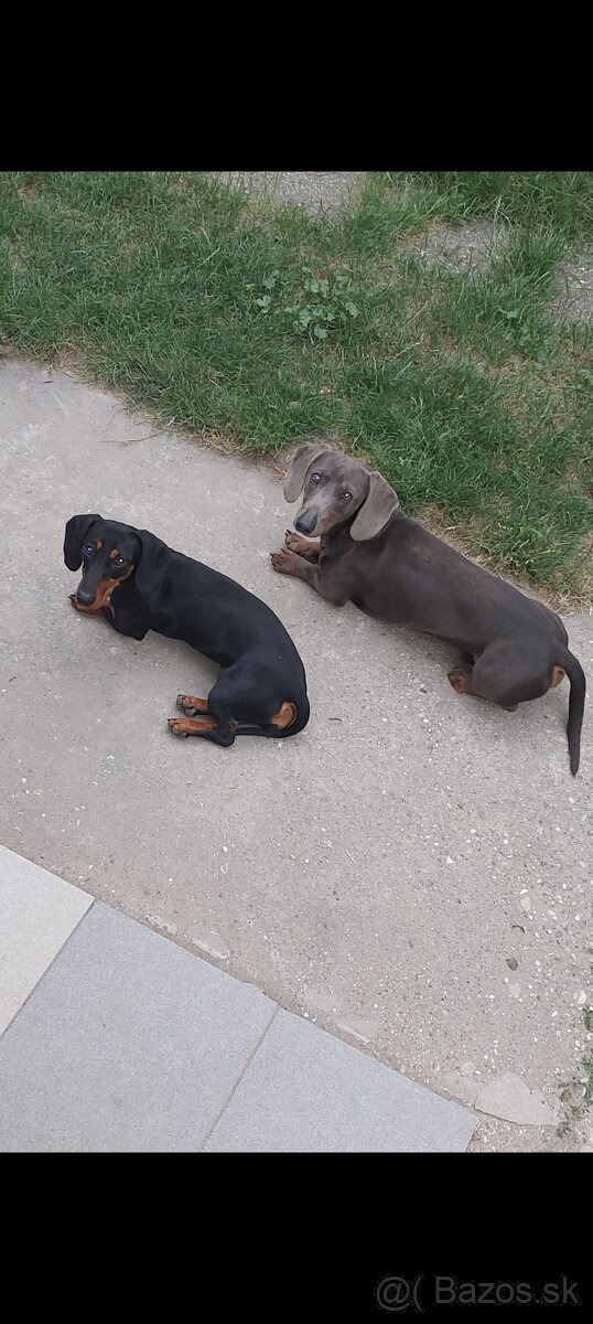 Jazvečík kratkosrsty - 5