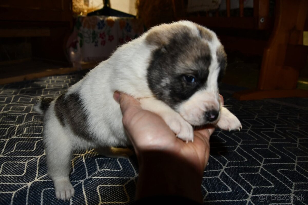 Stredoazijsky ovčiak - 5