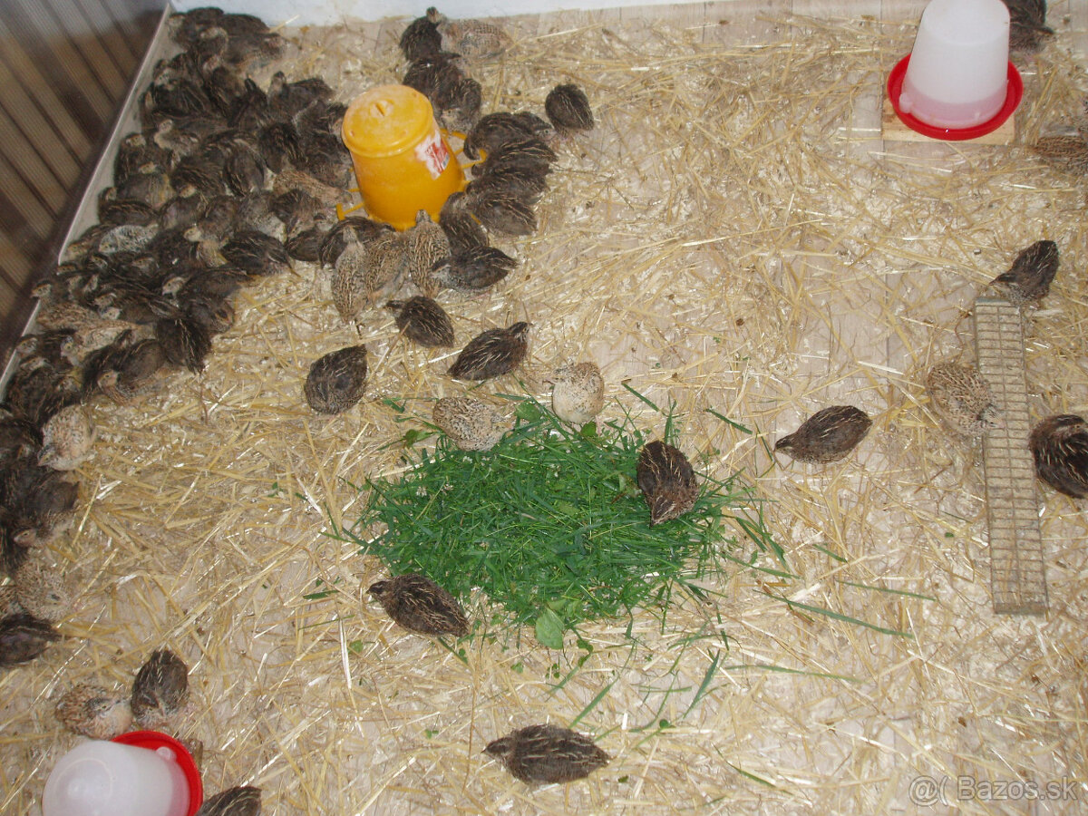 prepeličie vajíčka - 5