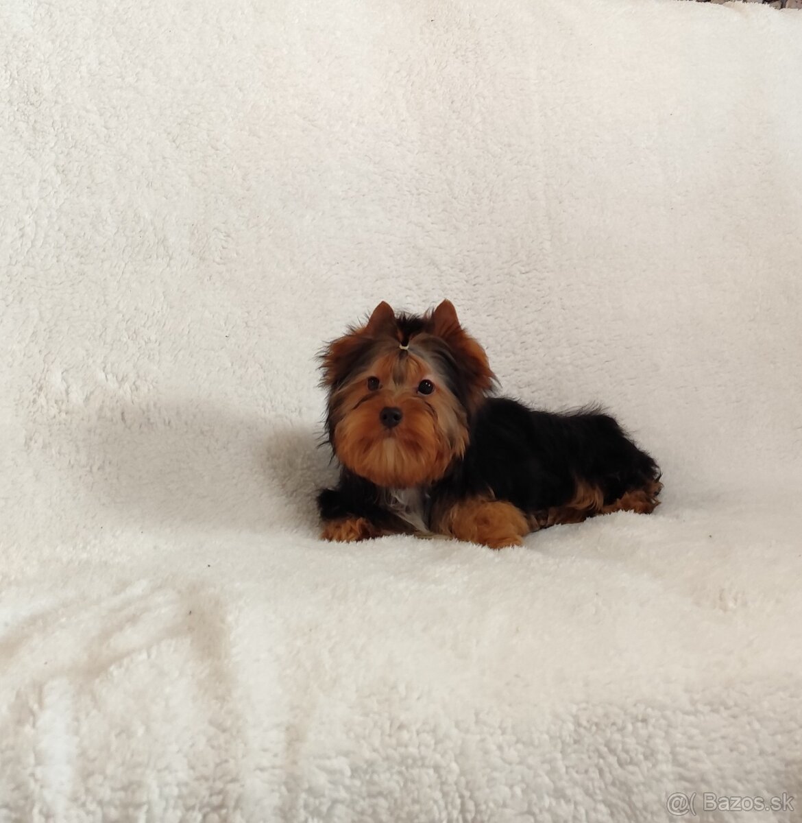 Yorkshire terrier - 5