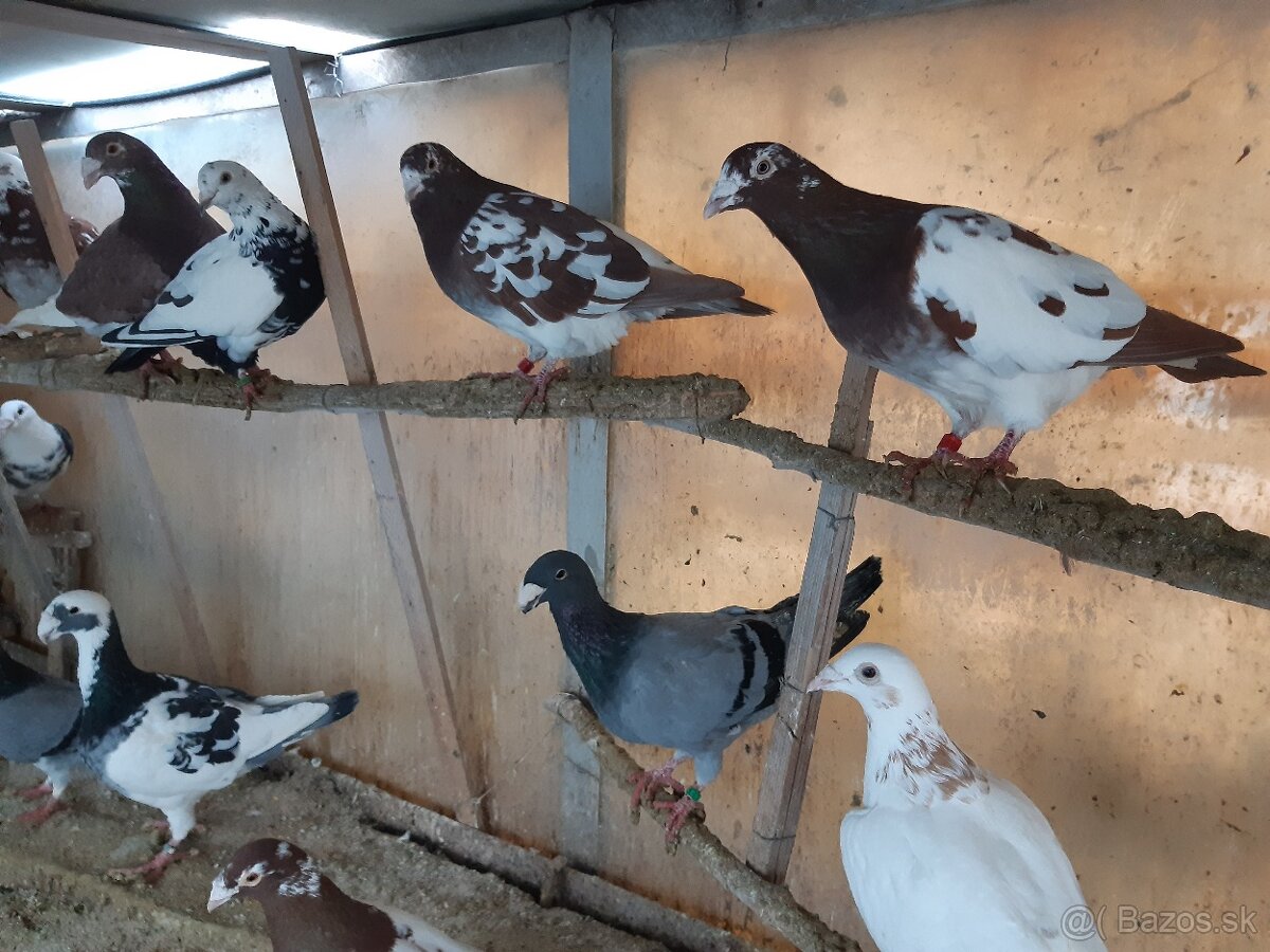 Predám poštové holuby - 5