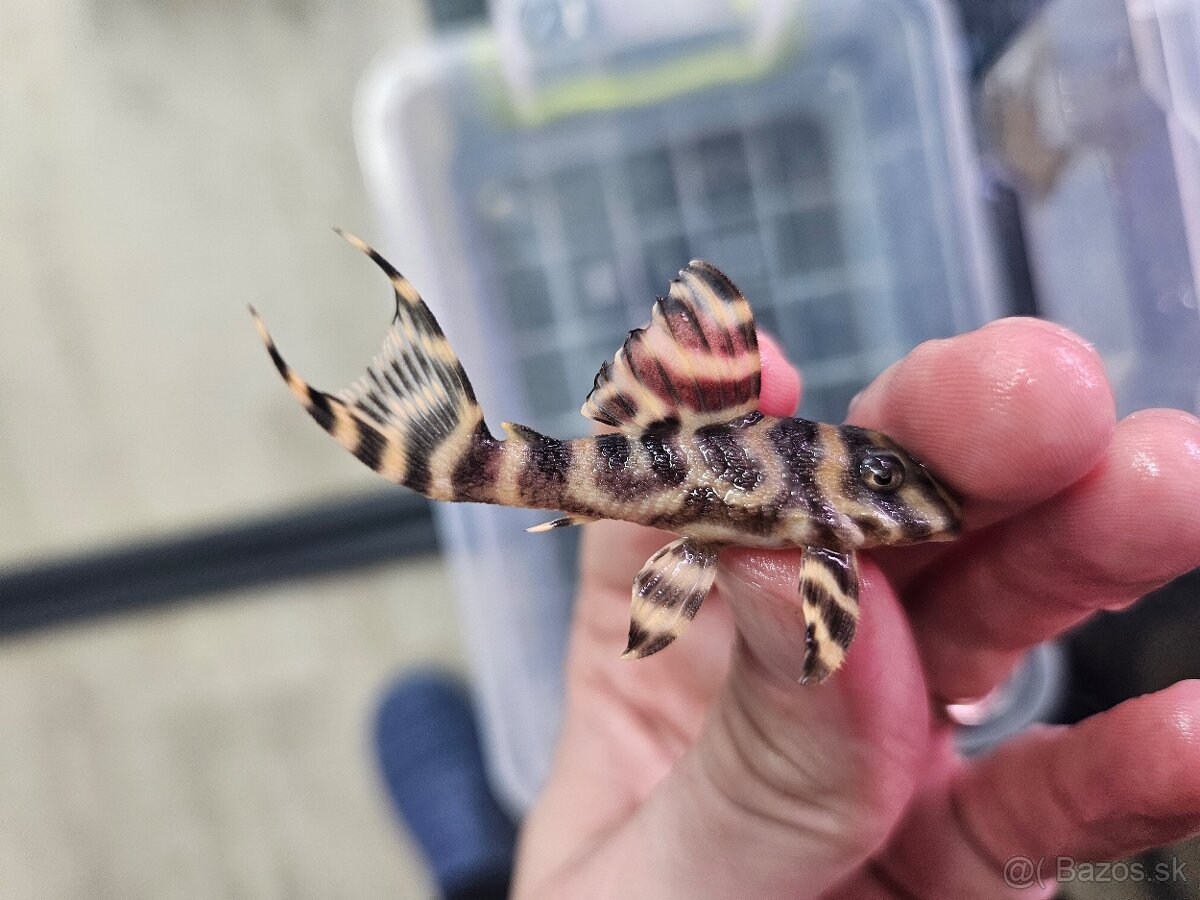 L 333 Gold line AAA - odchov - 5