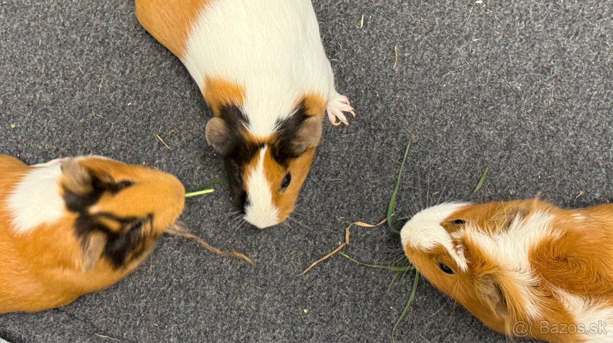 Predáme 3 morské prasiatka - 5