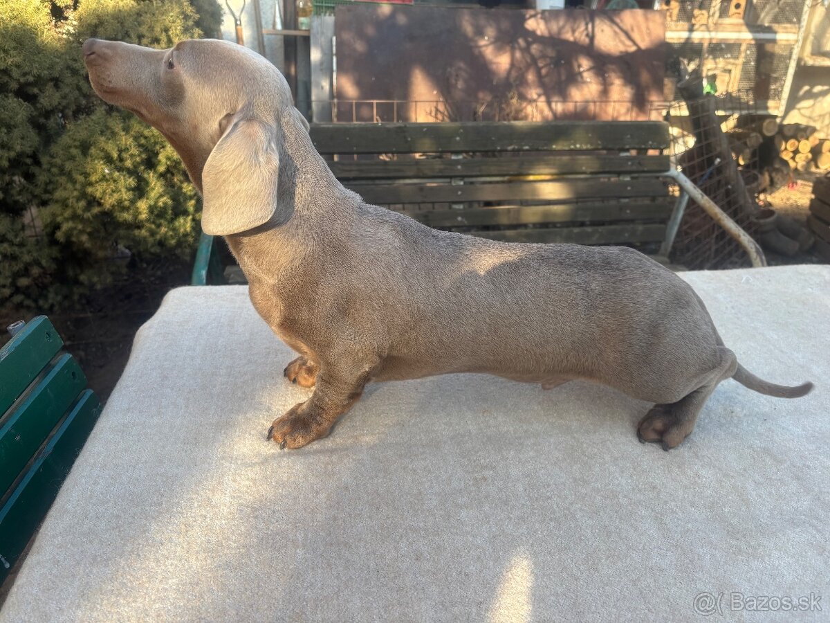 Jazvecik izabela - Dohoda - 5