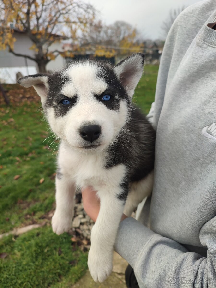 Šteniatka sibírsky husky - 5
