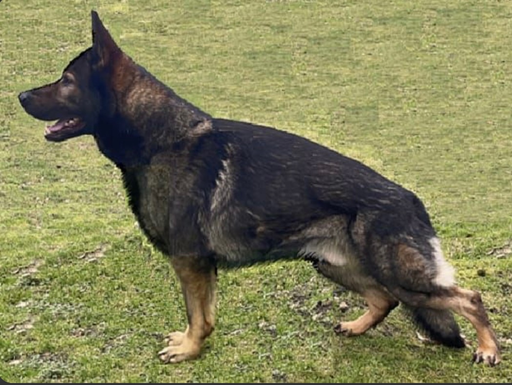 Nemecký ovčiak s PP - 5