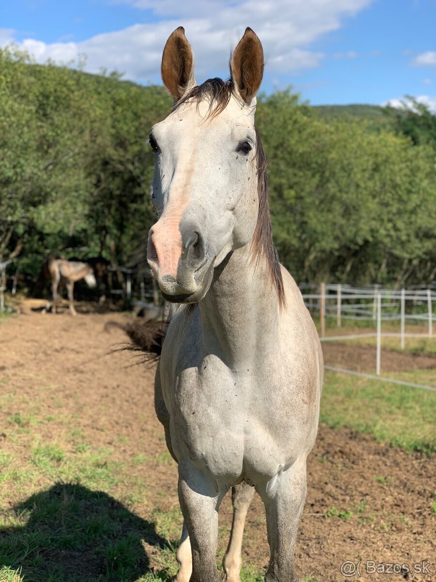 Krásny 6 ročný valach - 5