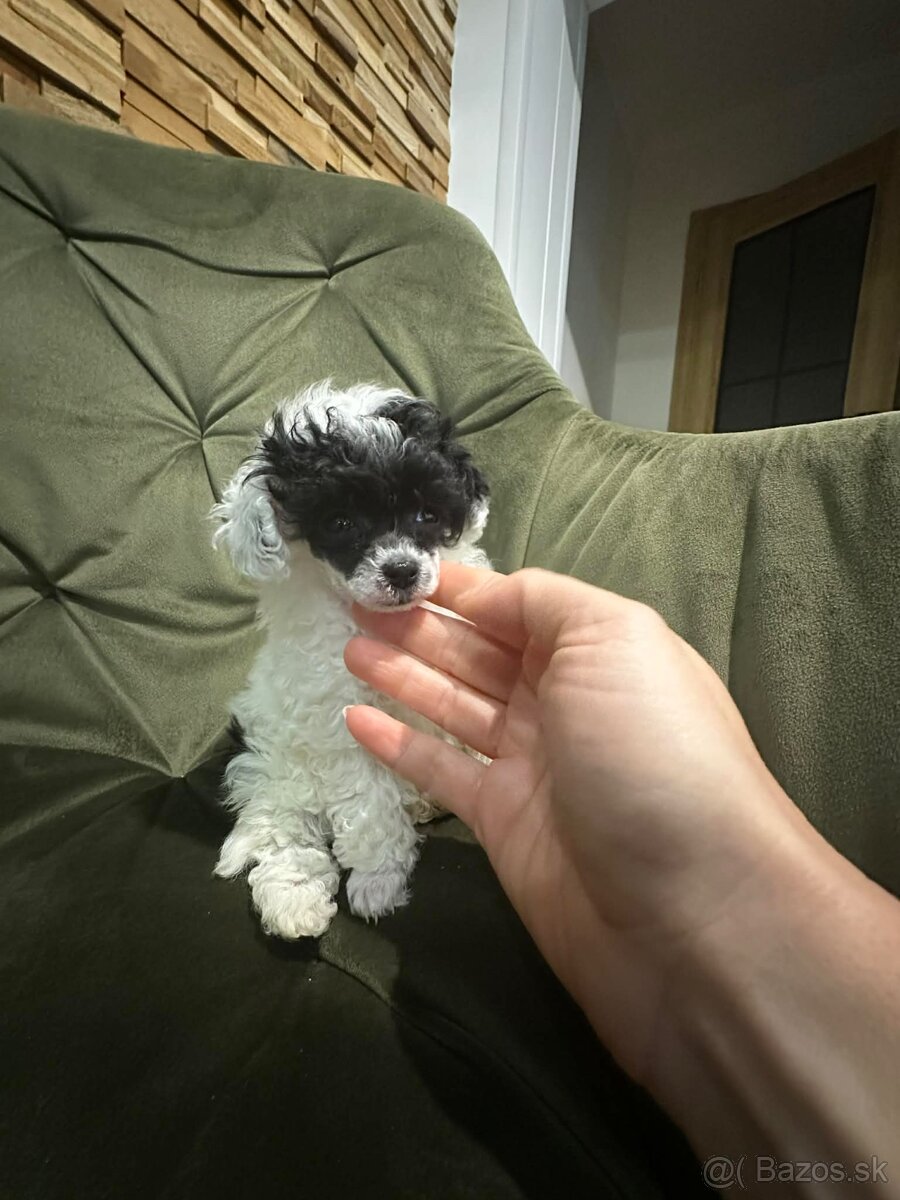 Trpasličí pudlík pudel - 5