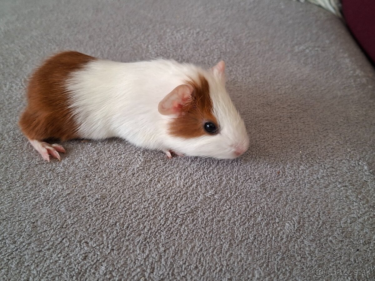 Morské prasiatka - 5