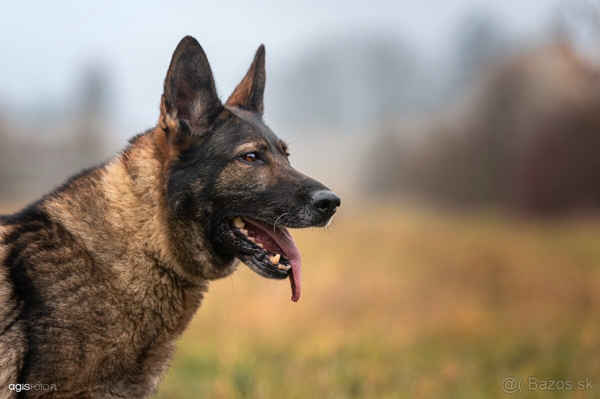 Nemecký ovčiak šteniatka s PP WORK line - 5