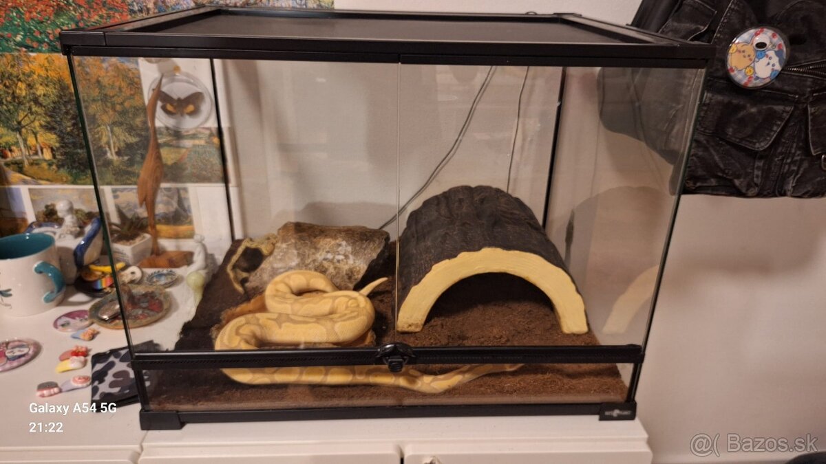 Ball python - pastel banana - 5