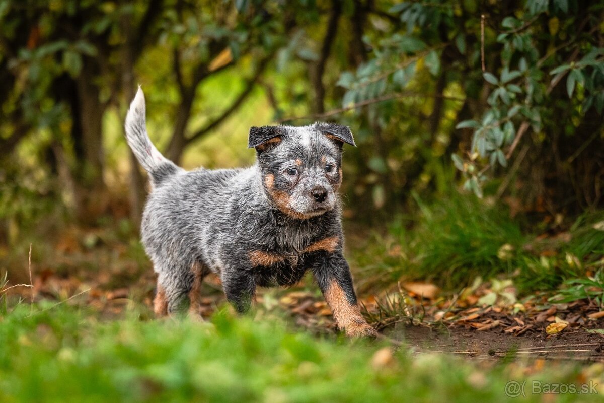 Australský dobytkarský pes s PP, ACD - 5