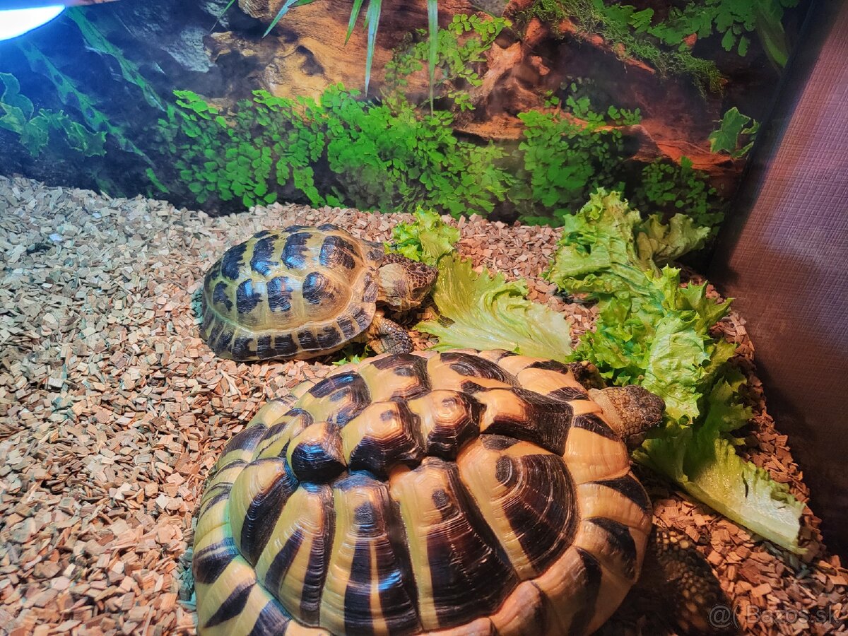 Suchozemske korytnačky - 5