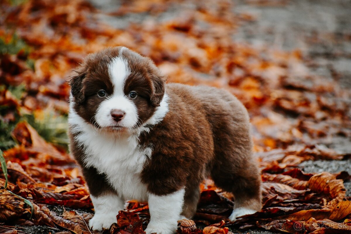 Miniatúrny americký ovčiak - 5