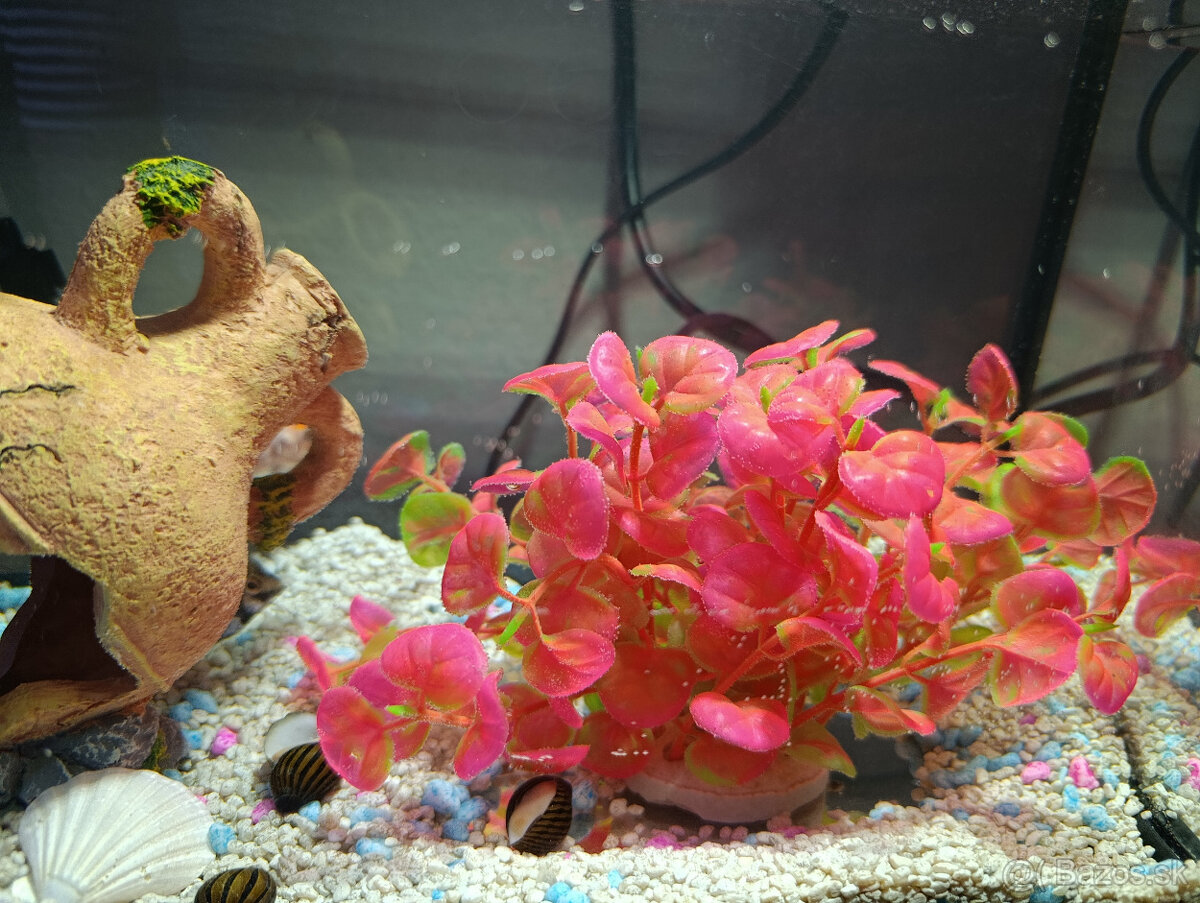 akvárium - kompet aj s rybičkami - 5