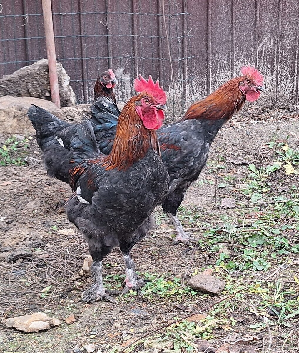 Kohuty Marans Medenokrka - 5