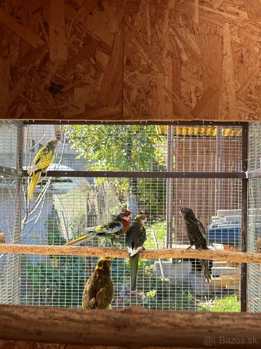 Rozela pestrá čierna straka - 5