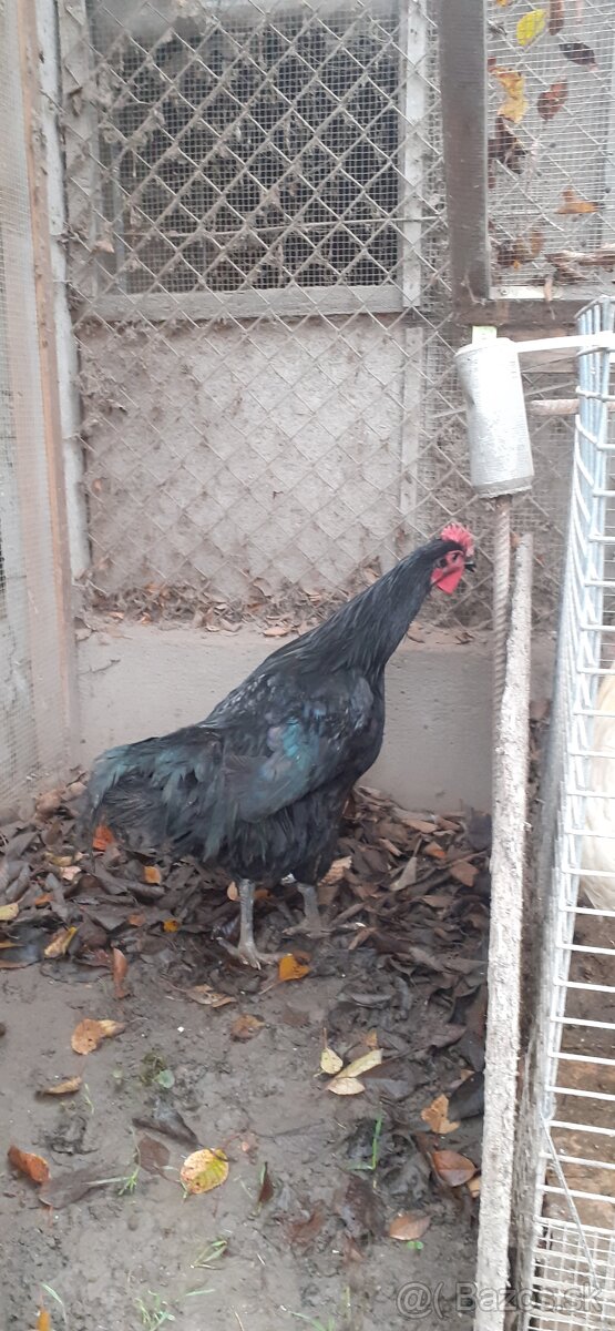 Kohúti-Australorp - 5