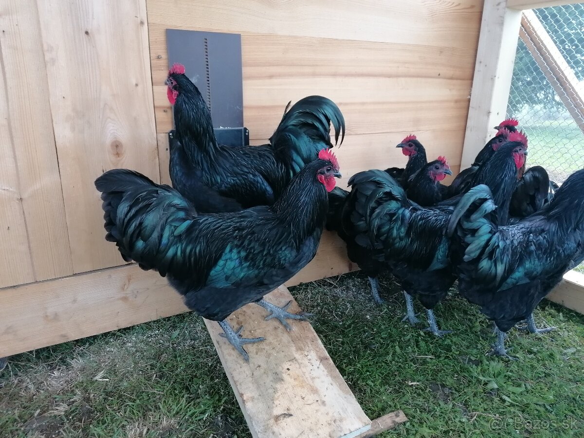 Kohút Australorpka čierna - 5