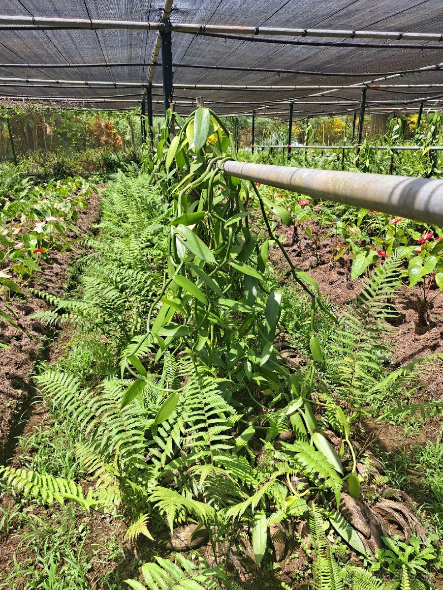 Prémiová vanilka z Maurícia - 5