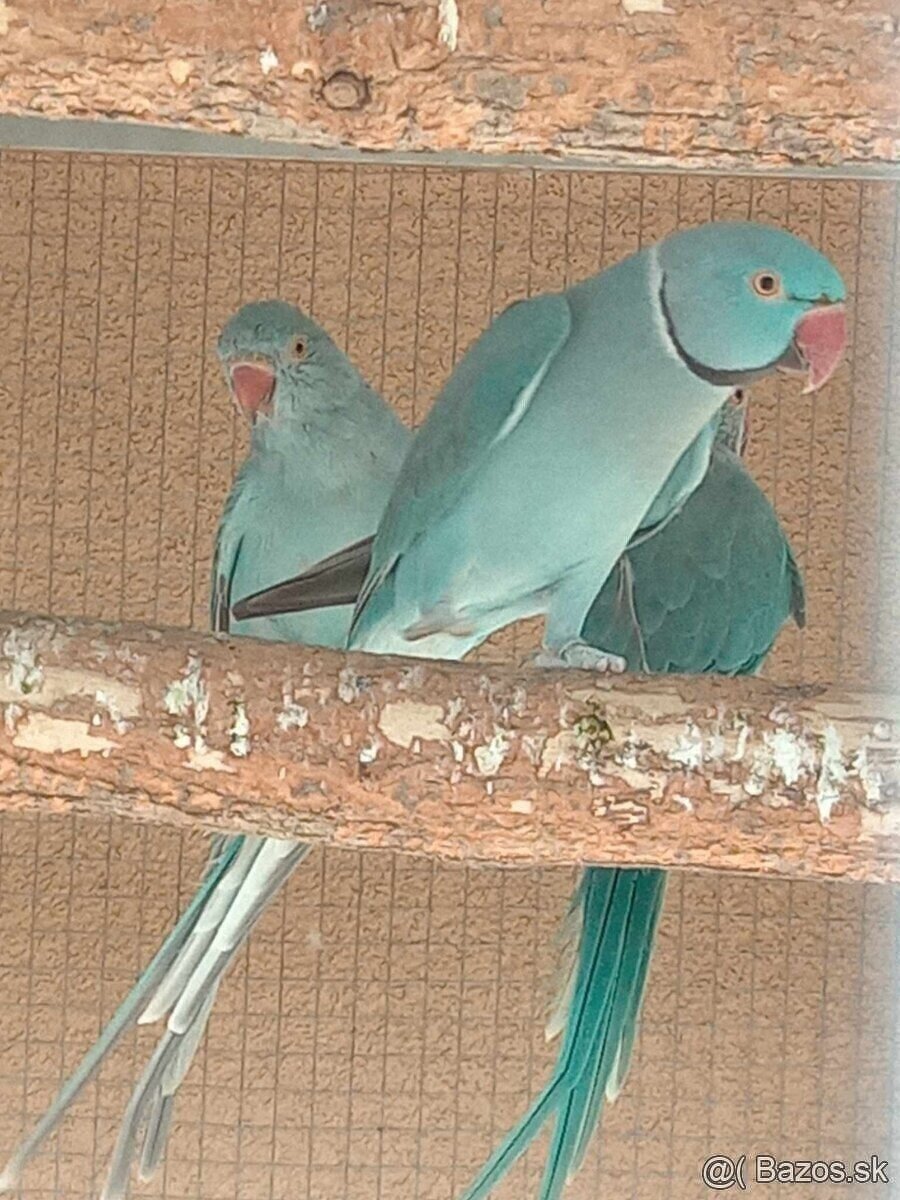 Alexander malý modry Samička s DNA Testom. - 5