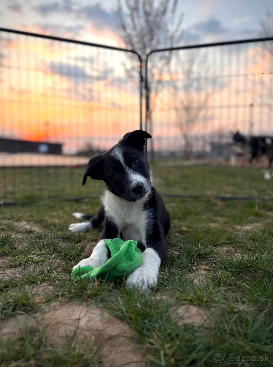 Border kólia s PP - 5