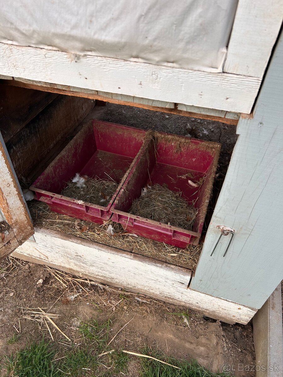 Zajačnik Kurnik - 5