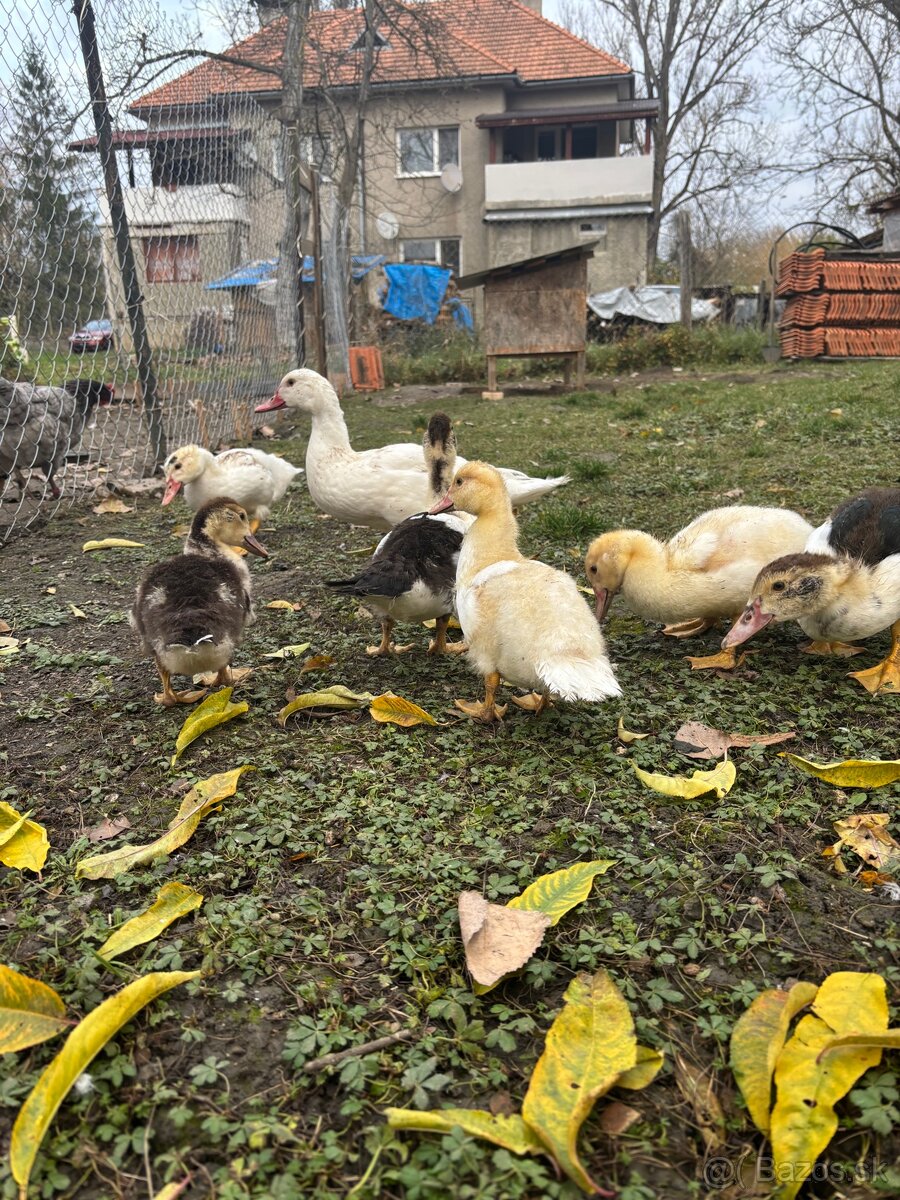 Pižmove kačice - 5