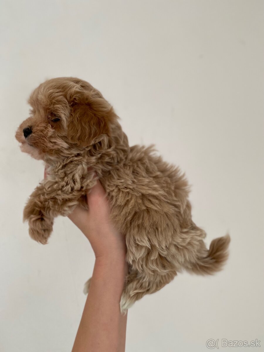 Extra mini toy Maltipoo Pudel - 5