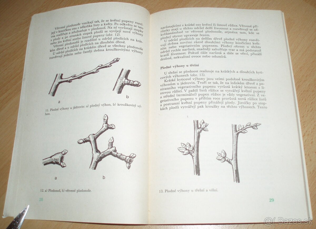 Řez ovoných dřevin - 5